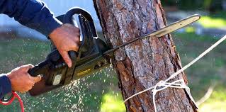 Best Arborist Consultation Services  in New Britain, CT