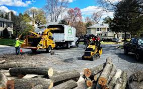 Best Tree Risk Assessment  in New Britain, CT