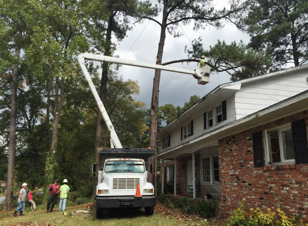 Best Tree Removal  in New Britain, CT