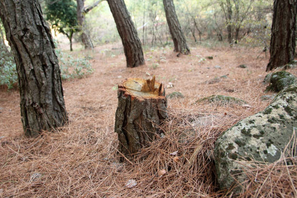 How Our Tree Care Process Works  in  New Britain, CT