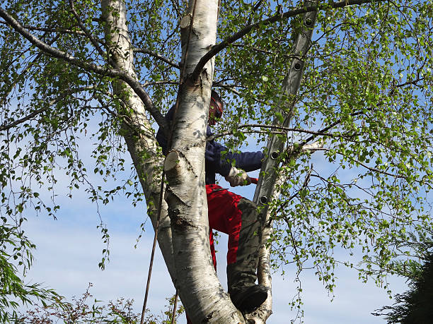 Best Storm Damage Tree Cleanup  in New Britain, CT